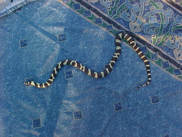 Lemmy (My Male California King)