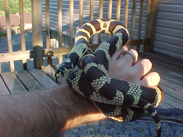 Lemmy On my hand