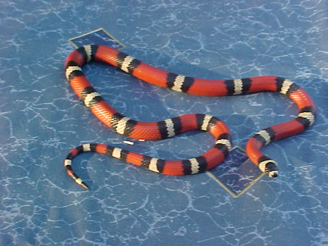 Pablo, a 2001 Male Honduran Milk