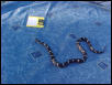 Simon, 2002 Male Eastern Kingsnake