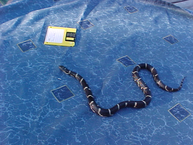 Simon, 2002 Male Eastern Kingsnake