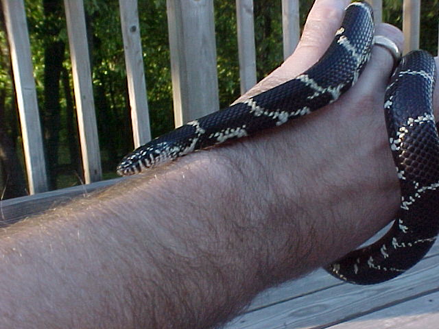 Simon (Seoman Snowlock) on my hand