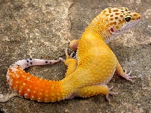 Our big Carrot tail boy,  Habenero