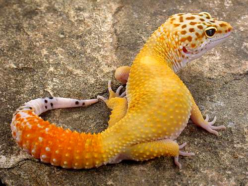 Our big Carrot tail boy,  Habenero