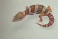 albino het PA