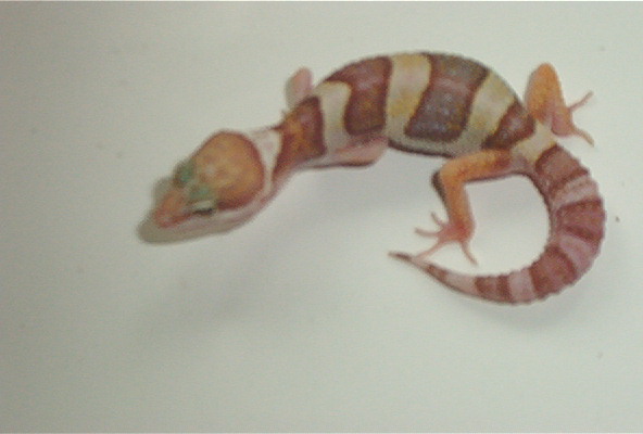 albino het PA