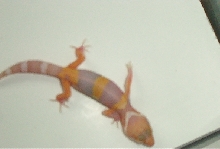 Tremper Albino