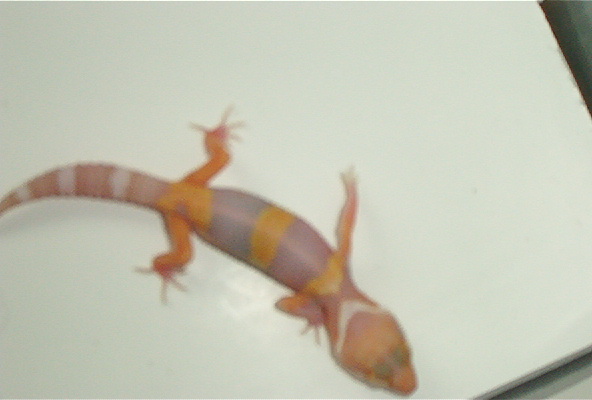 Tremper Albino