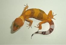Baldy Hatchling-