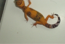 Deep Orange Baby