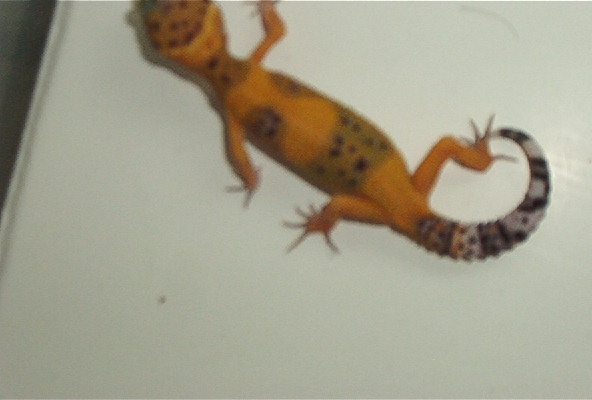 Deep Orange Baby
