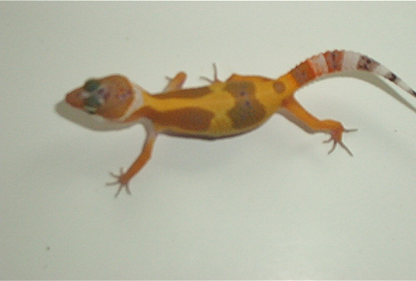 SHCT great colors