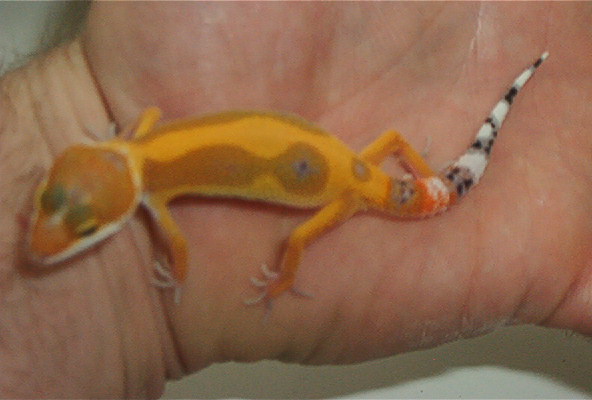Another photo of Habenero baby