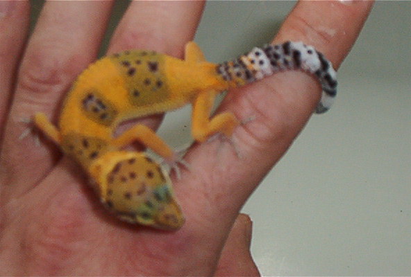Deep Orange Baby with skin contrast
