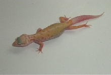 Patternless Albino Baby