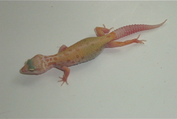 Patternless Albino Baby