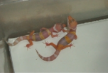 Nice Albino Hatchlings..