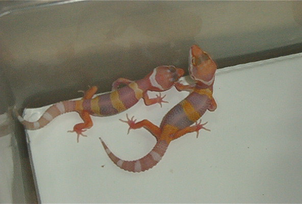 Nice Albino Hatchlings..