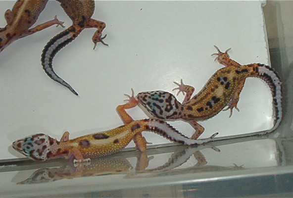 Anothero photo of rainbow stripes