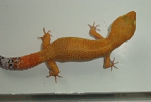 Breeder SHCT-Sahara