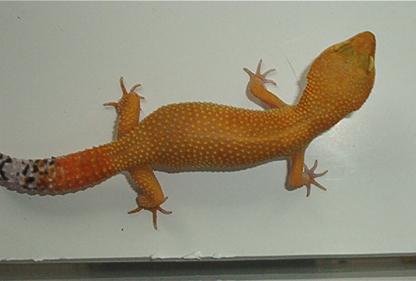 Breeder SHCT-Sahara