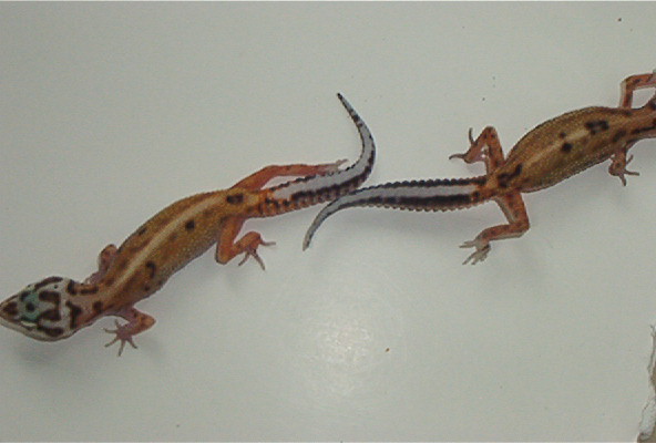 Striped tails