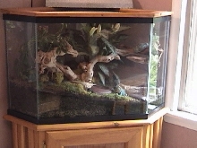 whites tree frogs