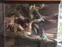 whites tree frogs