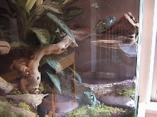 whites tree frogs