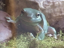 whites tree frogs