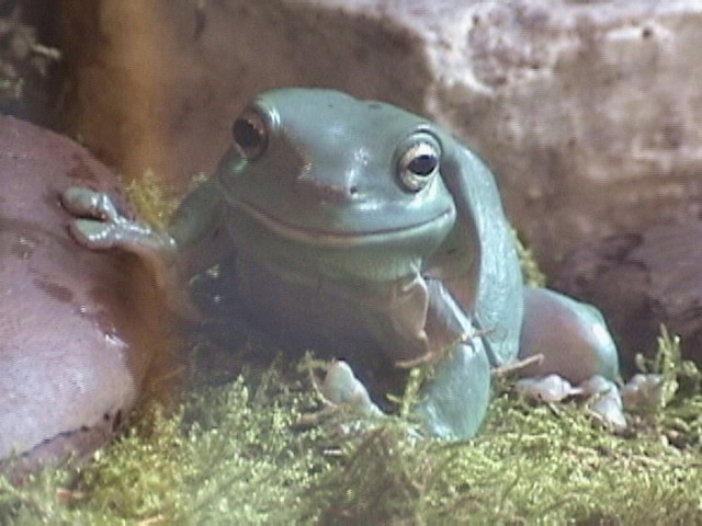 whites tree frogs