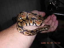 Ball Python ?