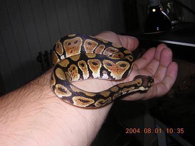 Ball Python ?