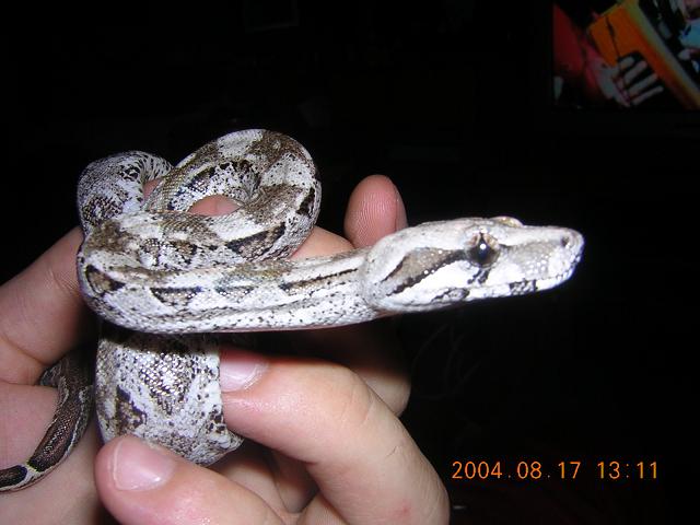 Cay Kaulker Boa