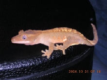 Crested Juvi