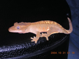 Crested Juvi