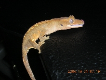 crested juvi (1)