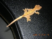 crested juvi(2)
