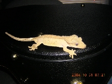 crested Male