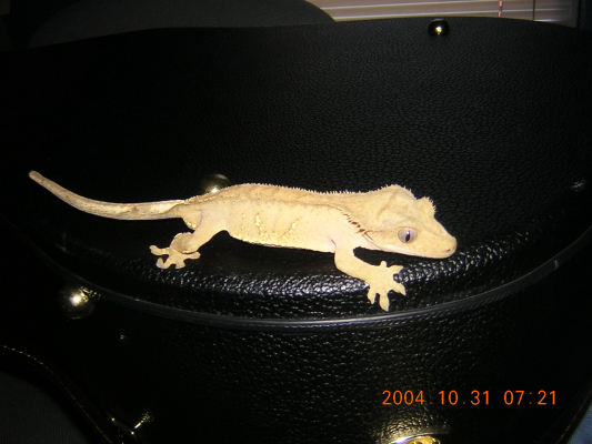 crested Male