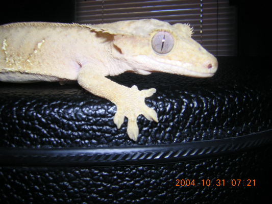 crested male