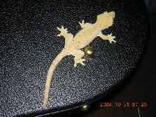 crested female