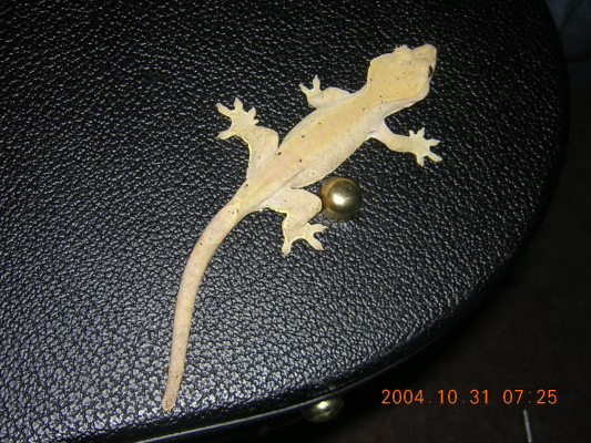 crested female