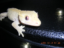 crested female queen