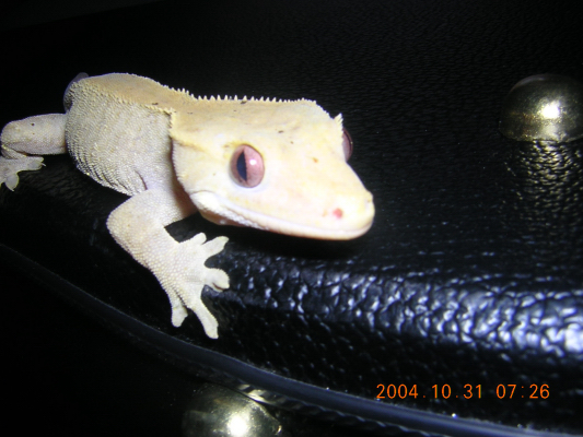 crested female queen