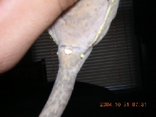 crested female
