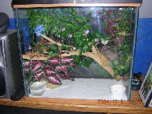 crested tank