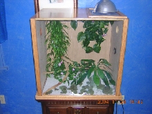 New Crested Tank "Front"