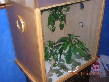 New Crested Tank "side"