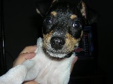 buddy2